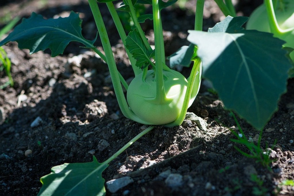 Choix de légumes pour un potager débutant